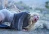 Shudder acquisisce il thriller con Bella Thorne e Chloe Cherry